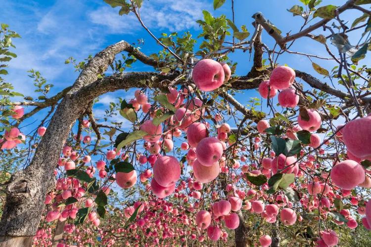 此心安处是烟台——红果映山海烟火照人间