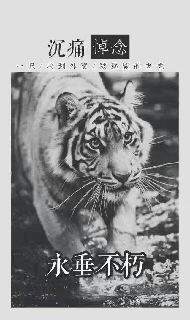 宁波老虎咬人：沉重悼念一只收到外卖被击毙的老虎